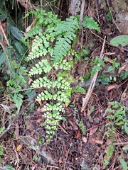 Asplenium pseudolaserpitiifolium