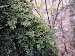 Hymenophyllum denticulatum