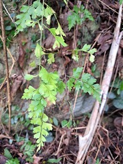 Asplenium pseudolaserpitiifolium