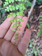 Asplenium pseudolaserpitiifolium