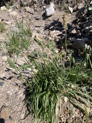 Plantago ovata