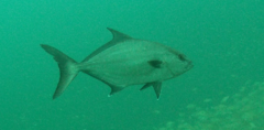 Seriola rivoliana