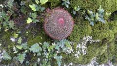 Mammillaria rhodantha fera-rubra
