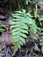 Hymenasplenium excisum