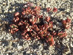 Sedum obtusatum