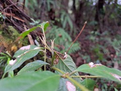 Lasianthus formosensis