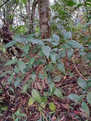 Lasianthus formosensis
