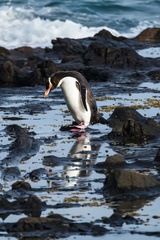 Megadyptes antipodes