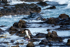 Megadyptes antipodes