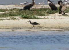 Numenius phaeopus phaeopus