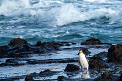 Megadyptes antipodes