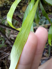 Haplopteris elongata