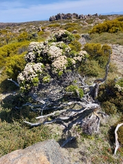 Ozothamnus ledifolius