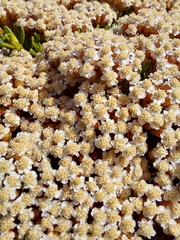 Ozothamnus ledifolius