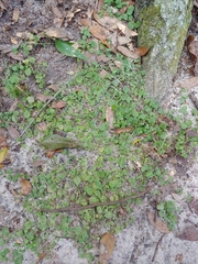 Houstonia procumbens
