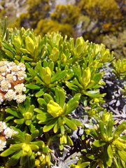 Ozothamnus ledifolius