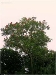 Spathodea campanulata