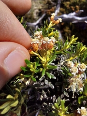 Ozothamnus ledifolius