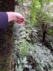 Asplenium pseudolaserpitiifolium