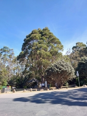 Eucalyptus tasmaniensis