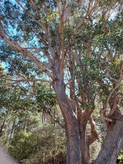 Eucalyptus tasmaniensis