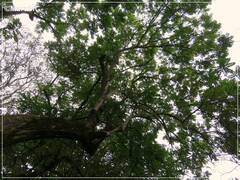 Spathodea campanulata