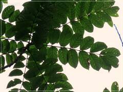 Spathodea campanulata