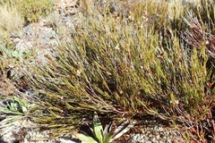 Dracophyllum subulatum