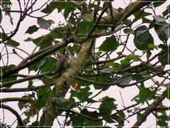 Melanerpes aurifrons