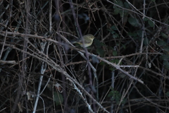 Phylloscopus collybita