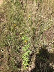 Bidens pilosa