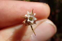 Dracophyllum subulatum