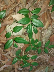 Pandorea jasminoides