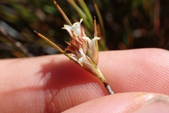 Dracophyllum subulatum
