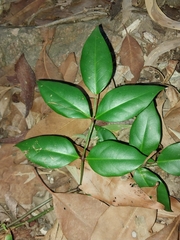 Pandorea jasminoides