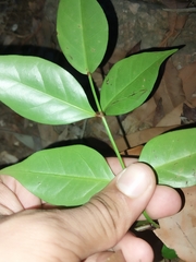 Pandorea jasminoides