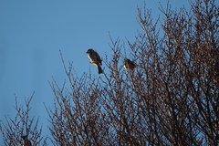 Passer domesticus