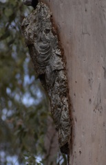 Ropalidia romandi