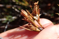 Dracophyllum subulatum