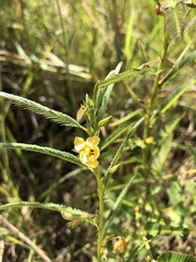 Chamaecrista mimosoides