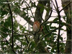 Glaucidium brasilianum