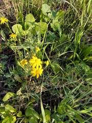 Senecio vernalis