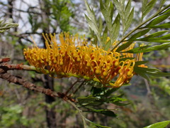 Grevillea robusta, recorded flowering