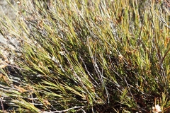 Dracophyllum subulatum