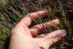 Dracophyllum subulatum