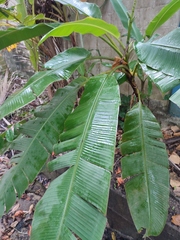Musa ornata