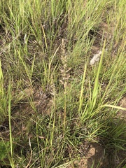 Eragrostis gummiflua