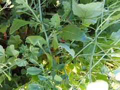 Pentatomomorpha