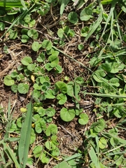 Dichondra repens