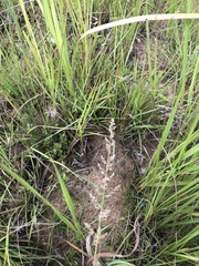 Eragrostis gummiflua